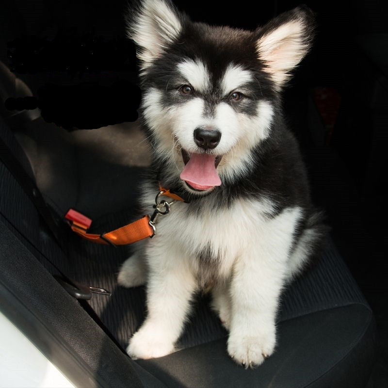 Pet Car Seatbelt